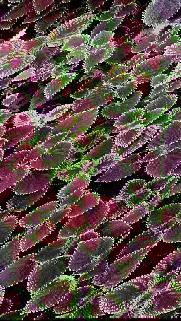 dustheadd dustheadd archive image