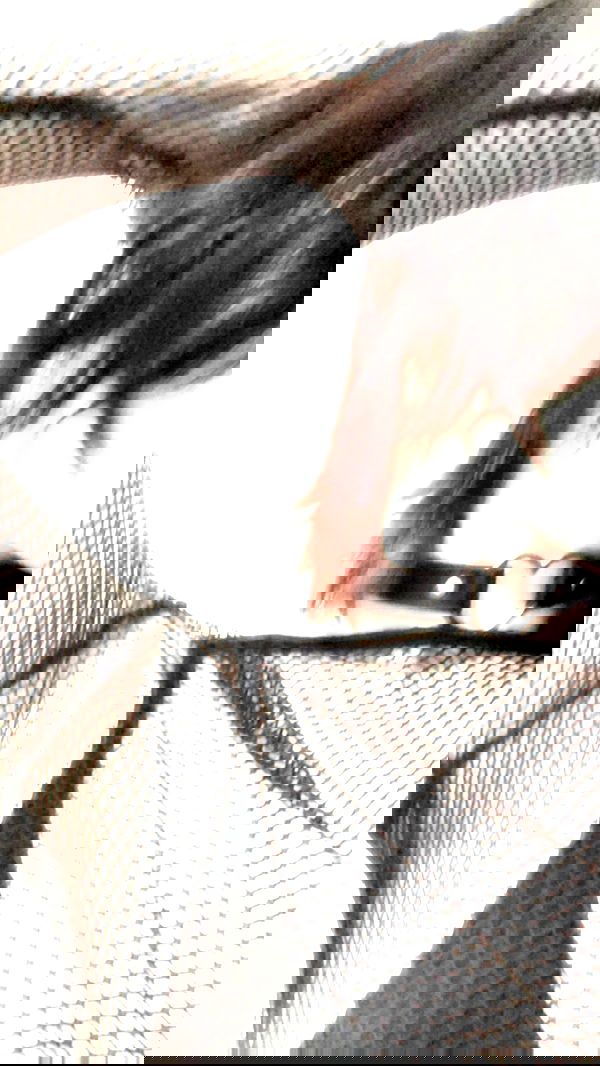 dustheadd dustheadd archive image