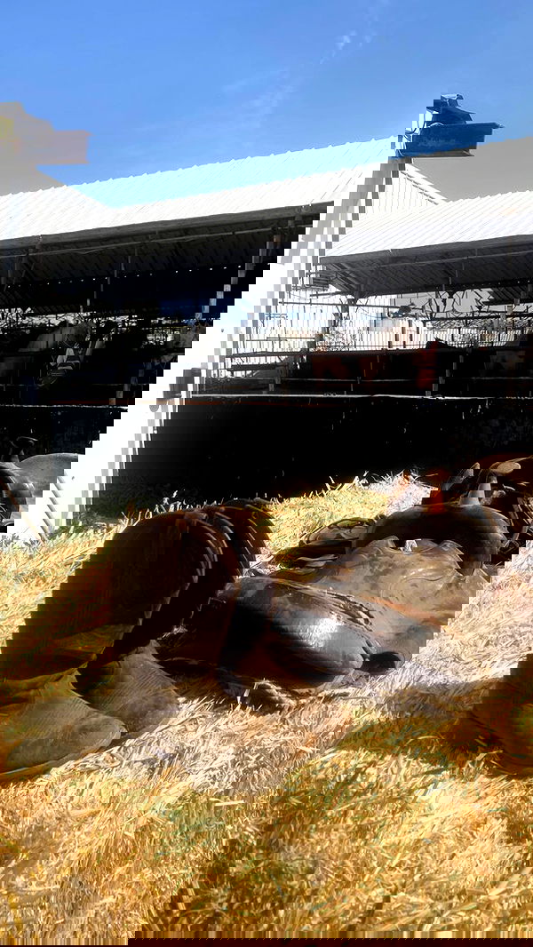 dustheadd dustheadd archive image