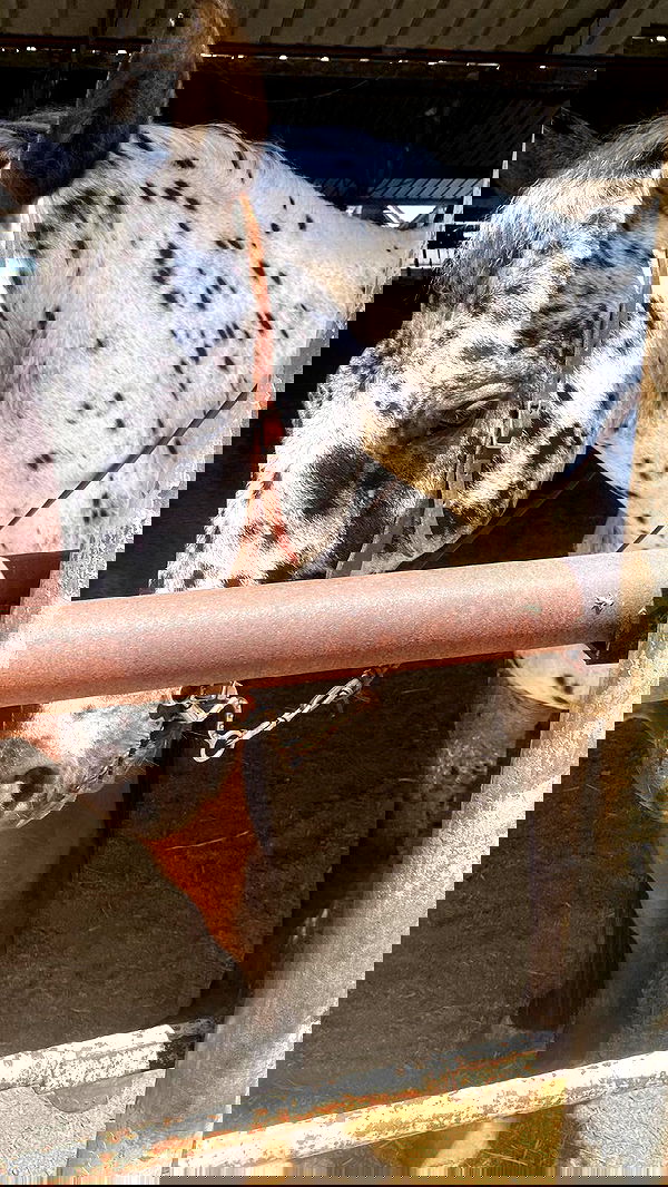 dustheadd dustheadd archive image