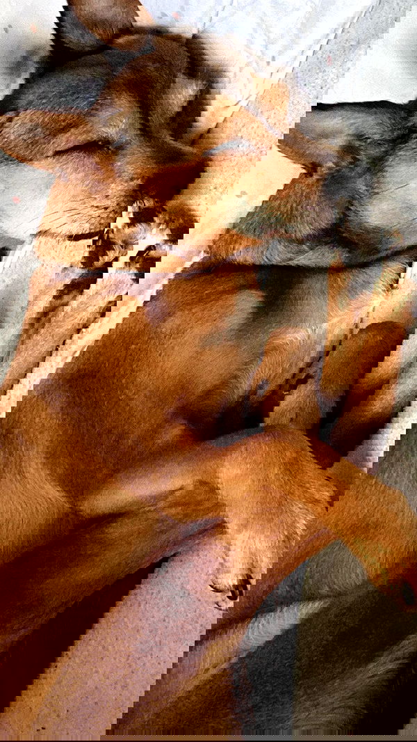 dustheadd dustheadd archive image