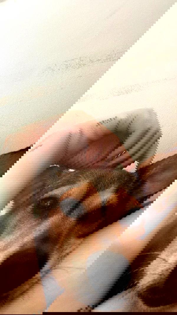 dustheadd dustheadd archive image