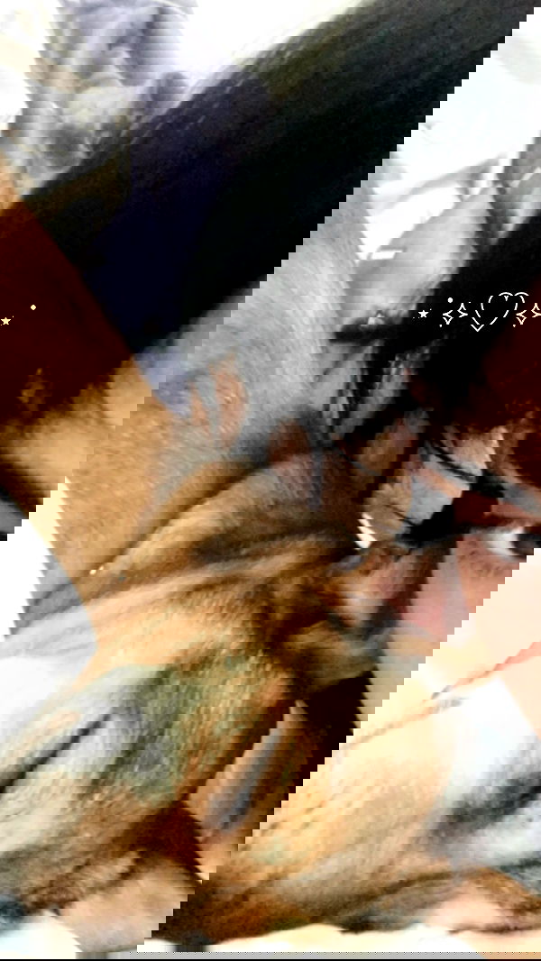 dustheadd dustheadd archive image