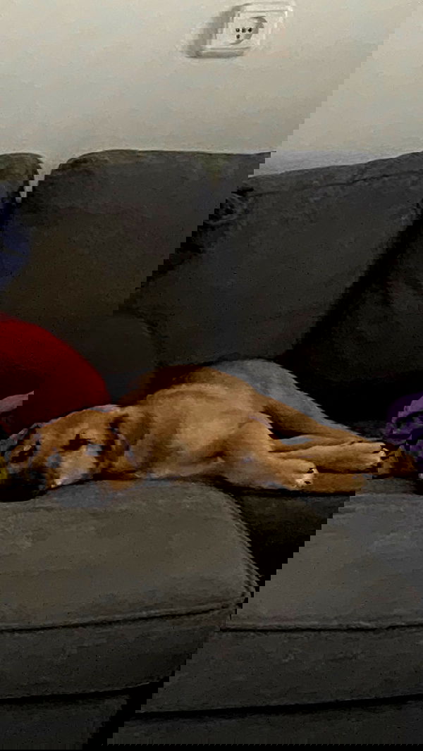 dustheadd dustheadd archive image