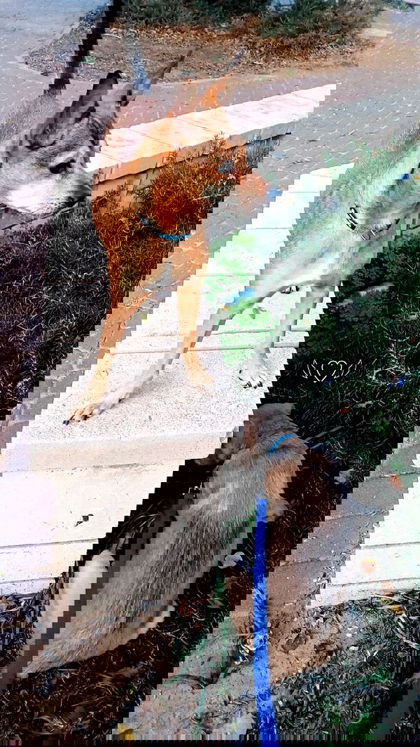 dustheadd dustheadd archive image