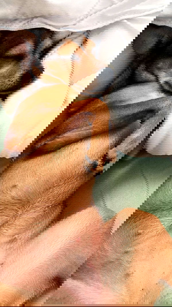 dustheadd dustheadd archive image