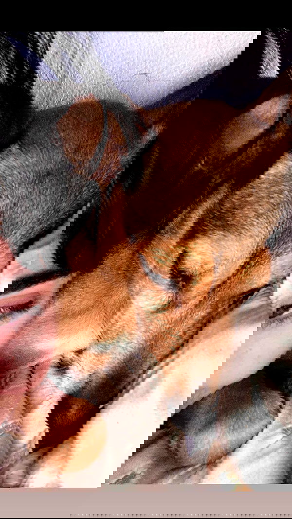 dustheadd dustheadd archive image