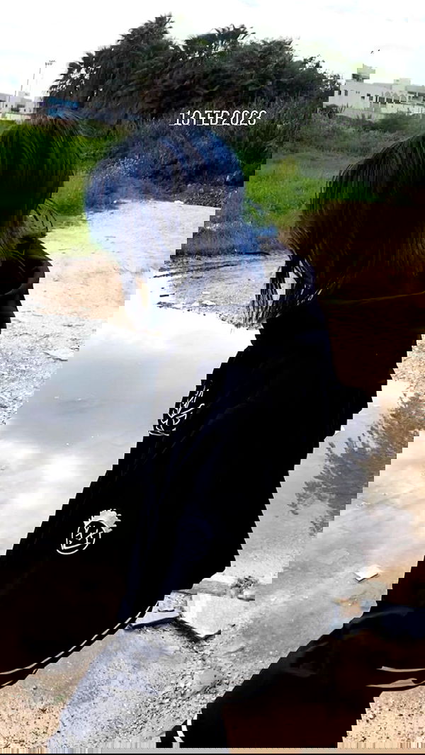 dustheadd dustheadd archive image