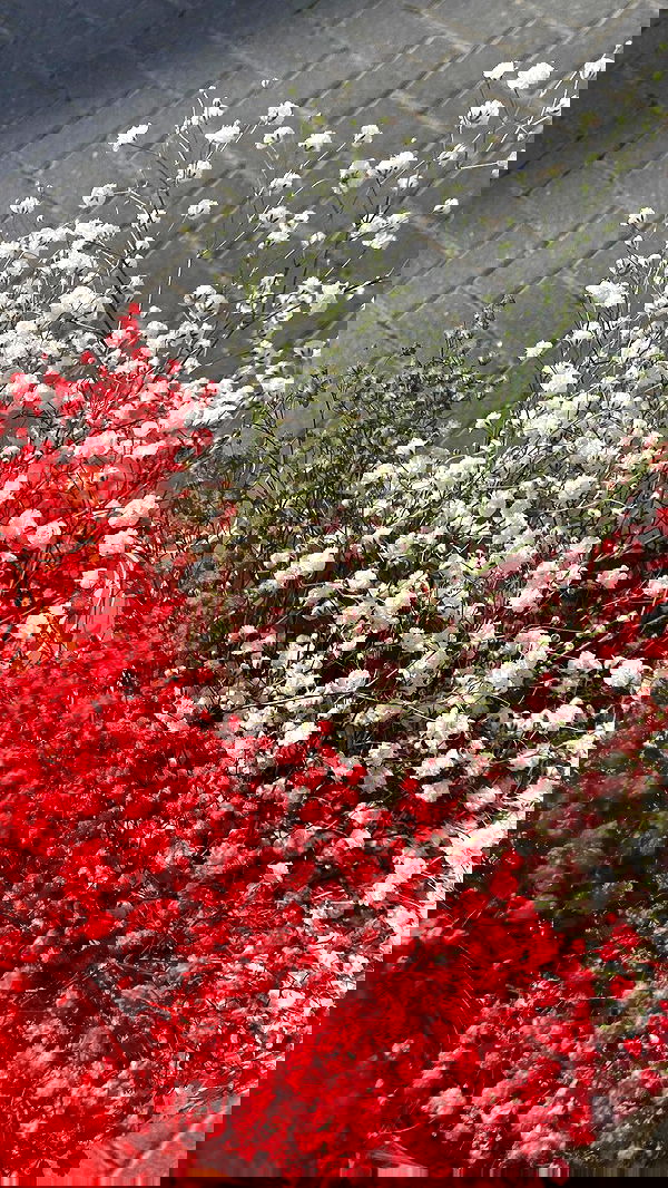 dustheadd dustheadd archive image