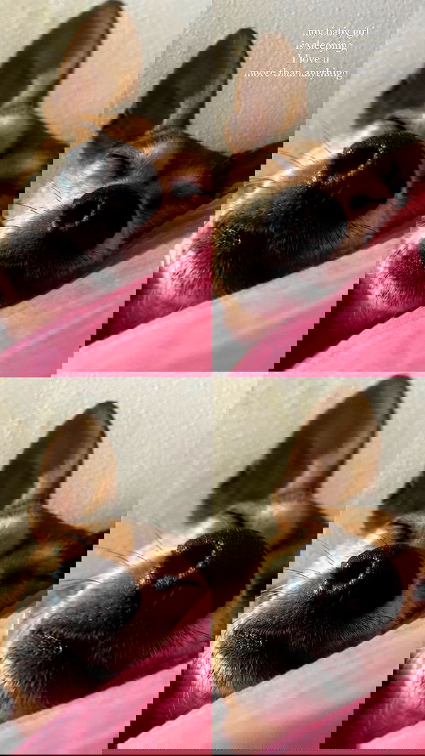 dustheadd dustheadd archive image