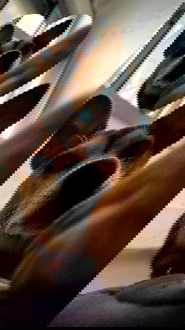 dustheadd dustheadd archive image