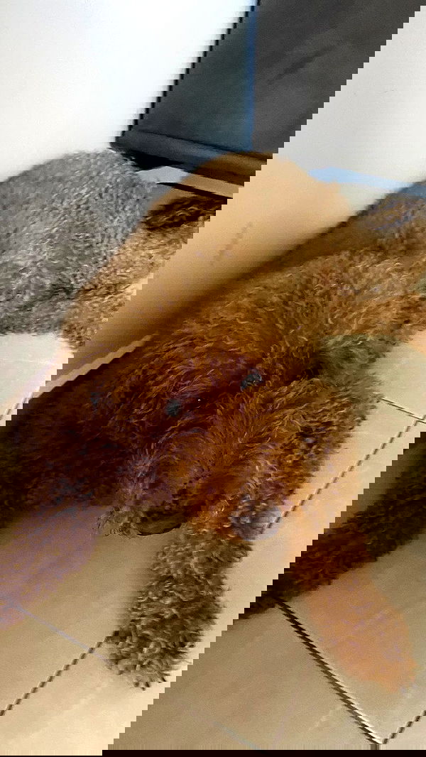 dustheadd dustheadd archive image