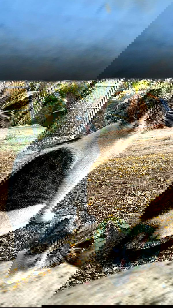 dustheadd dustheadd archive image