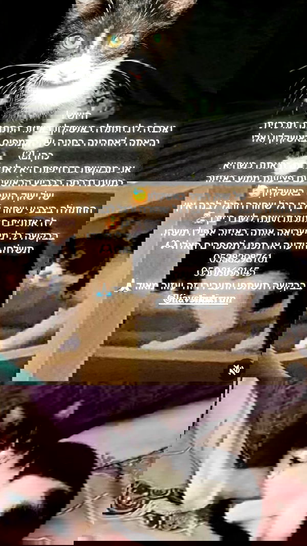 dustheadd dustheadd archive image