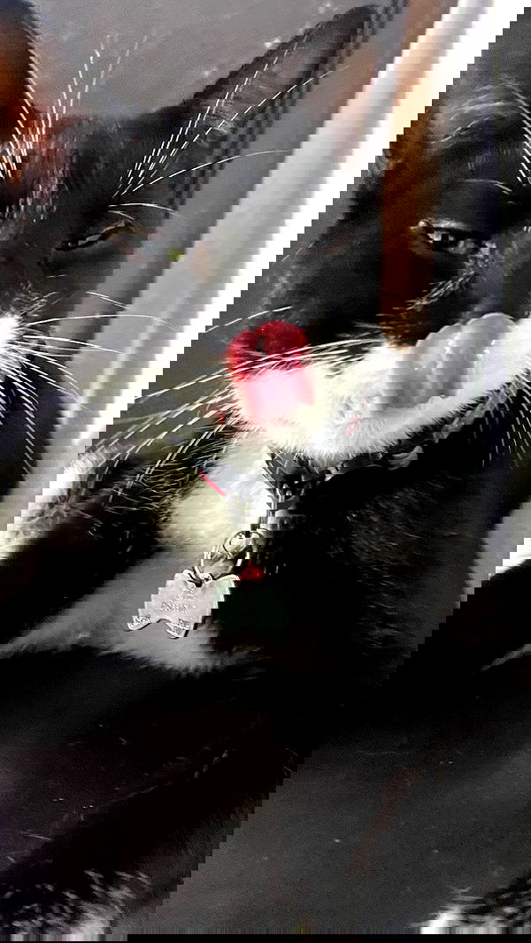 dustheadd dustheadd archive image