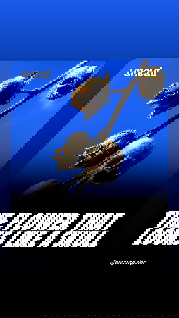 dustheadd dustheadd archive image