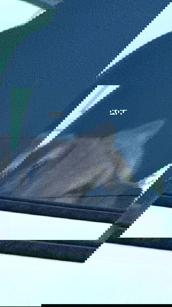 dustheadd dustheadd archive image