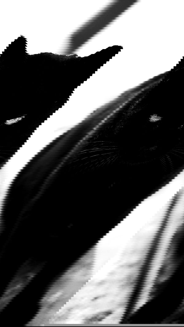 dustheadd dustheadd archive image