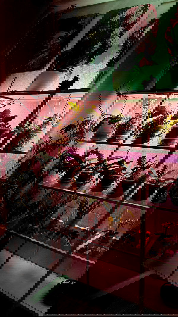 dustheadd dustheadd archive image