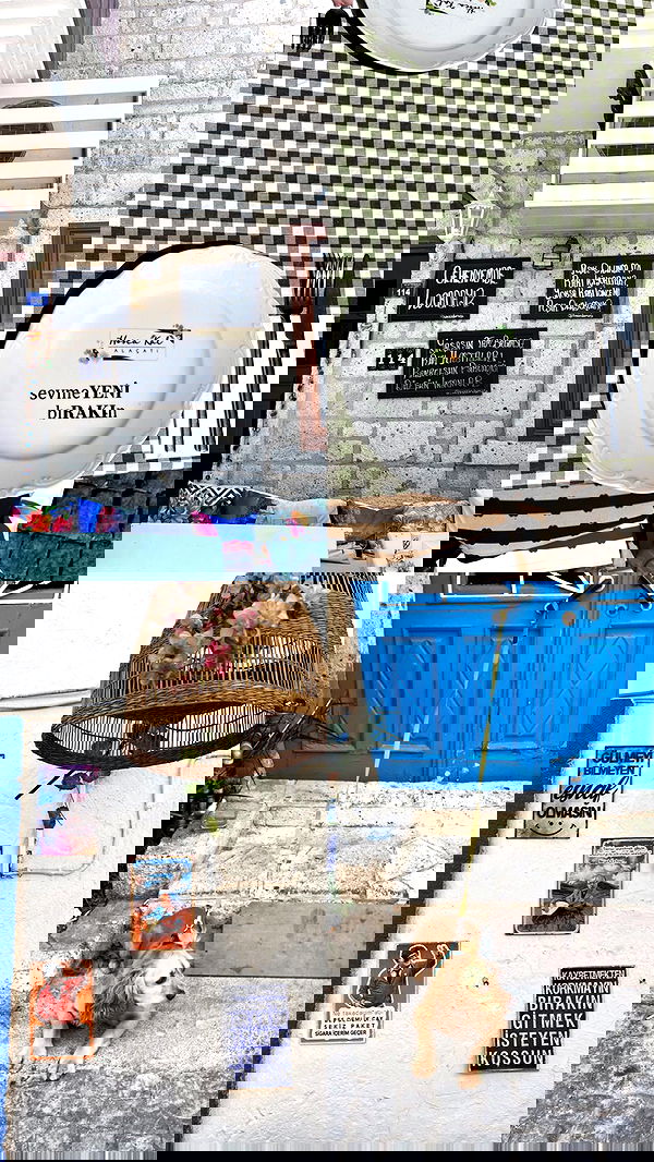 eceebayraktr image ~ Altpins