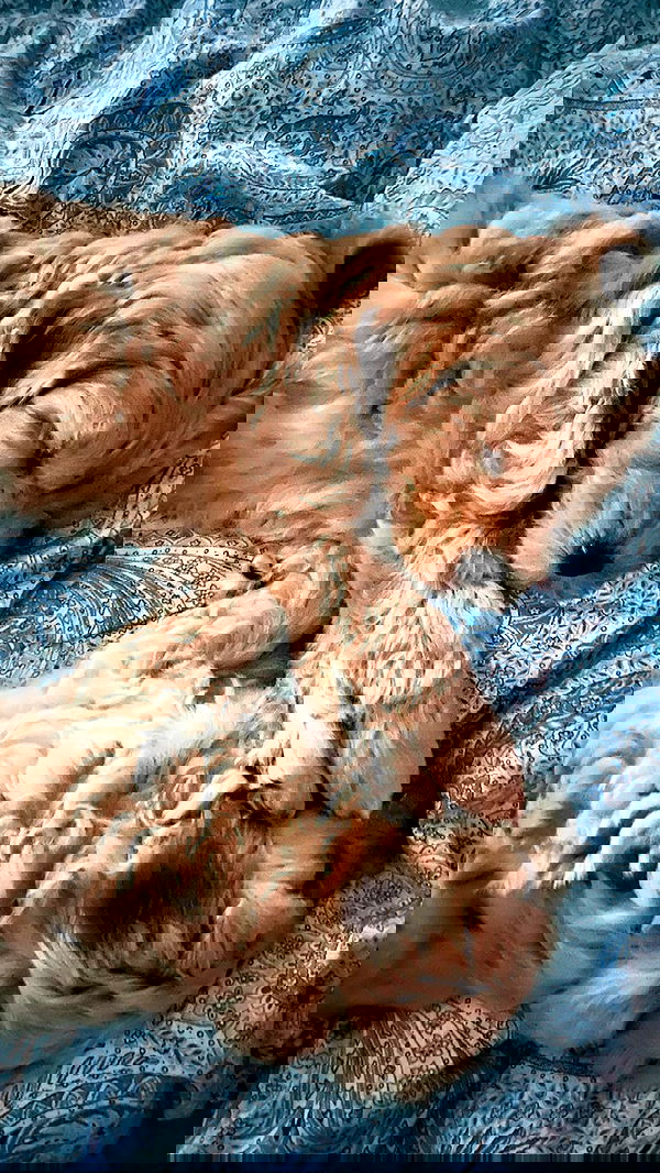 eceebayraktr image ~ Altpins