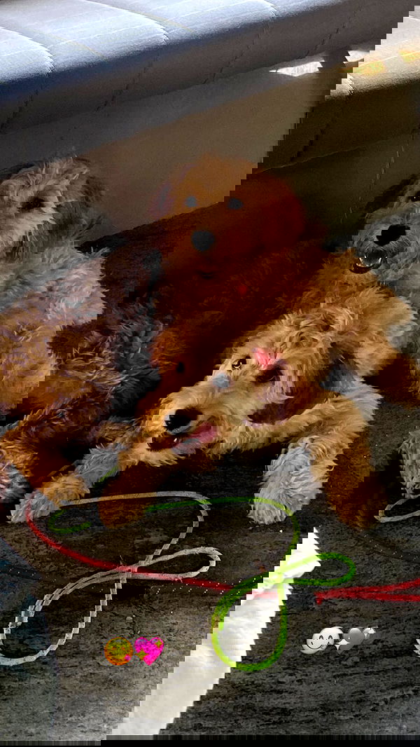 eceebayraktr image ~ Altpins