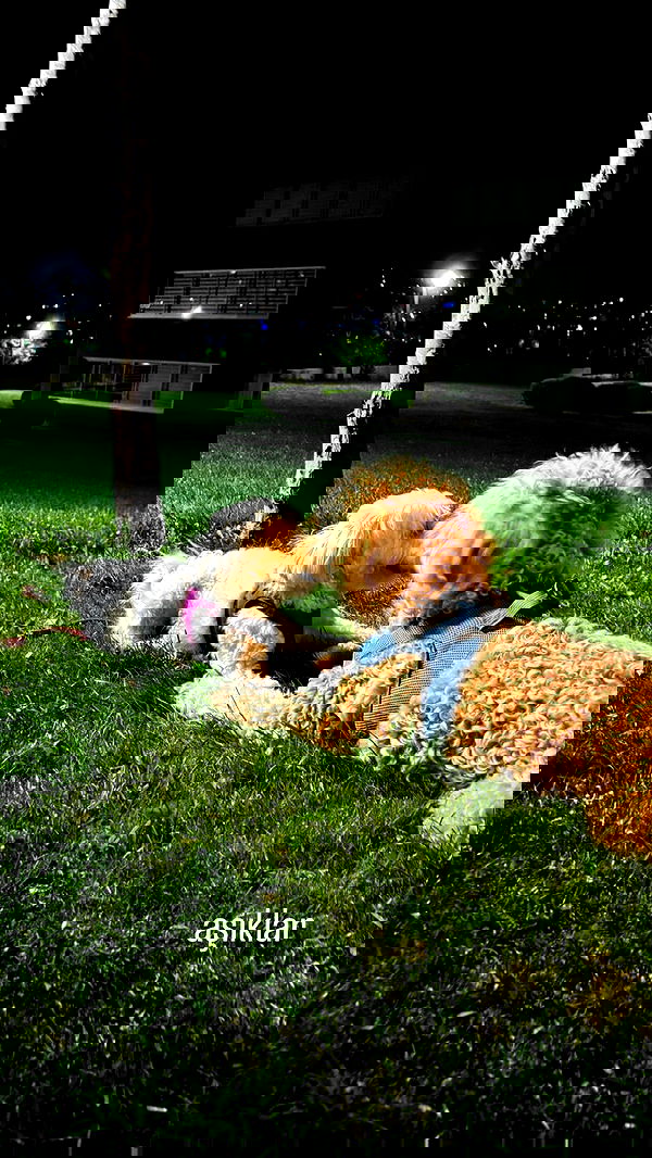 eceebayraktr image ~ Altpins