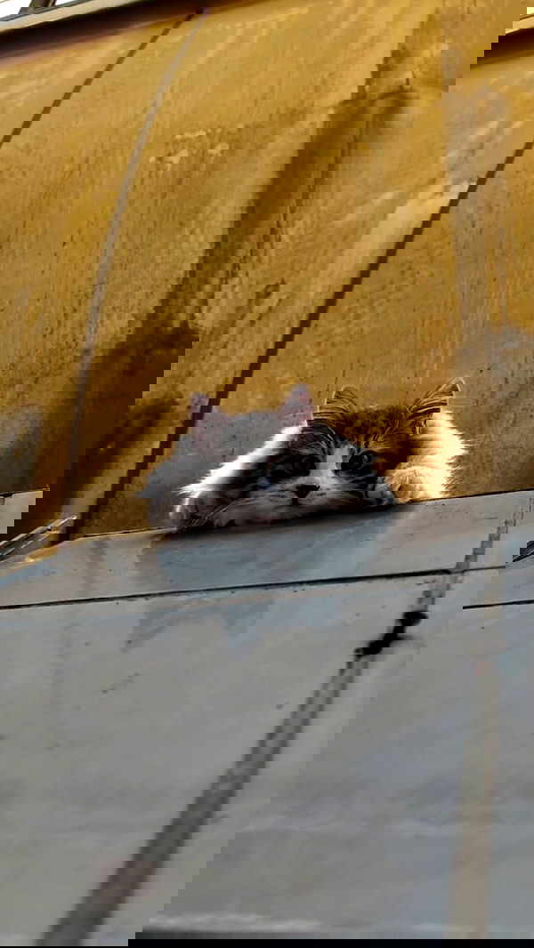 eceebayraktr image ~ Altpins