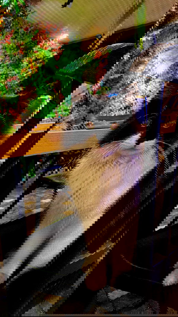 eceebayraktr image ~ Altpins