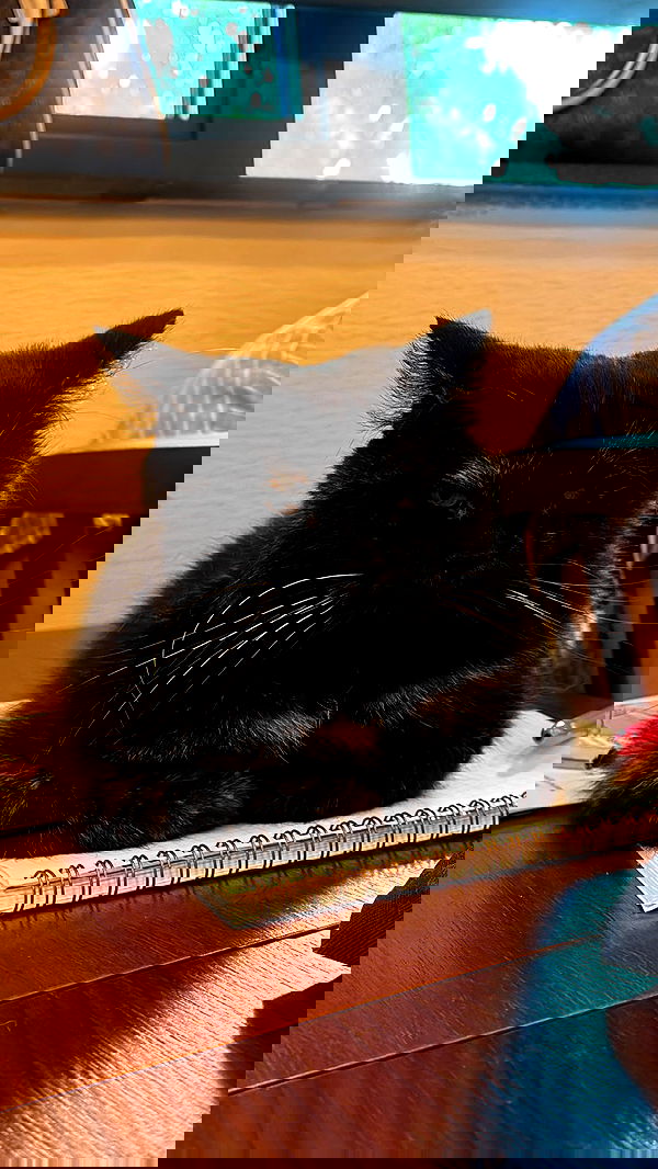 eceebayraktr image ~ Altpins