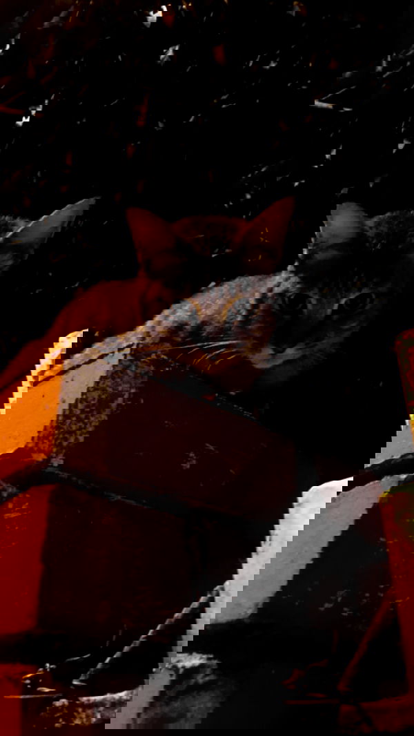 eceebayraktr image ~ Altpins