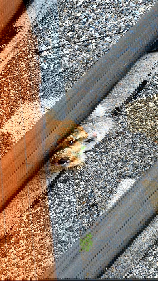 eceebayraktr image ~ Altpins