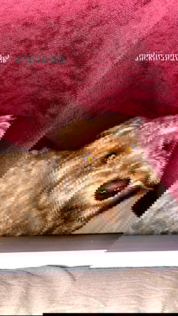 eceebayraktr image ~ Altpins