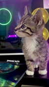 eevee.173 Altpins Profile Picture