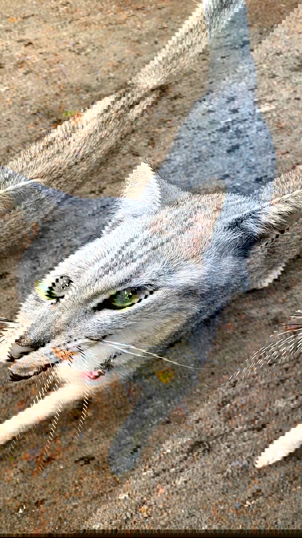 efrat_elmalich image ~ Altpins