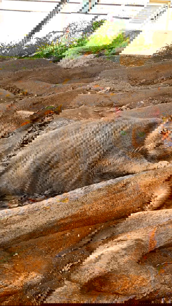 efrat_elmalich image ~ Altpins