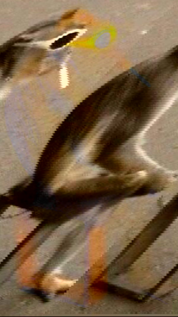 efrat_elmalich image ~ Altpins