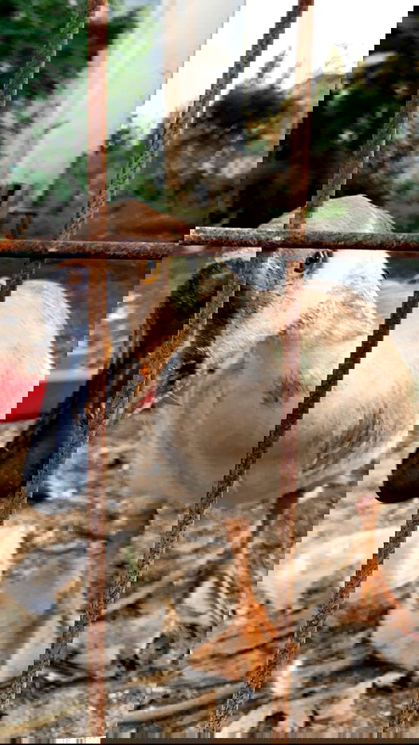 efrat_elmalich image ~ Altpins