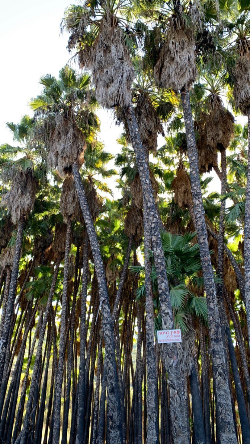 efrat_elmalich instagram image archive image