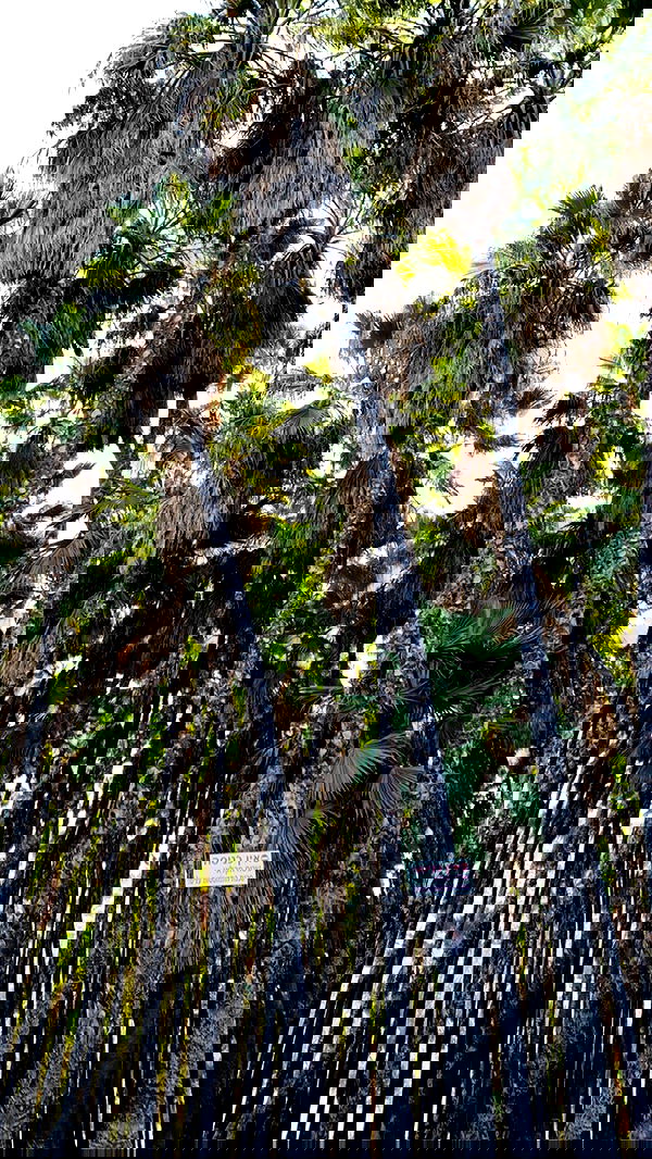 efrat_elmalich image ~ Altpins