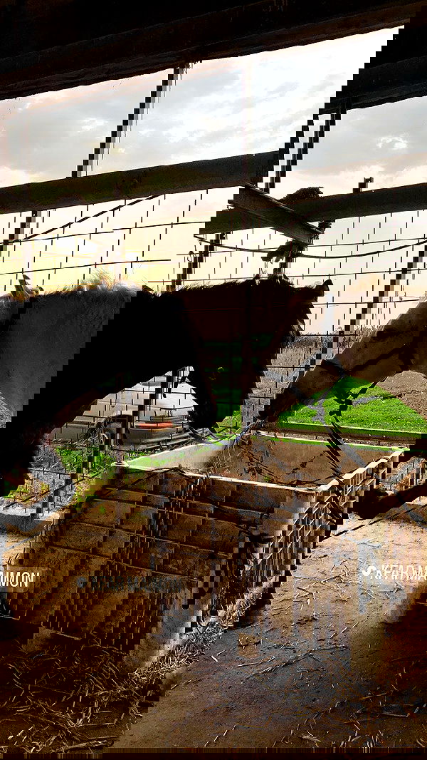 efrat_elmalich image ~ Altpins