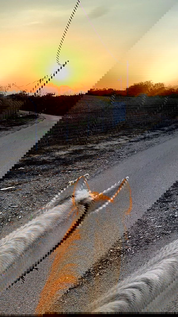 efrat_elmalich image ~ Altpins