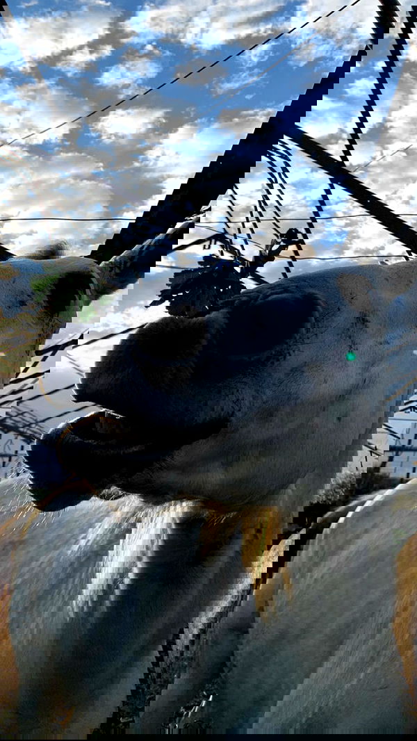 efrat_elmalich image ~ Altpins