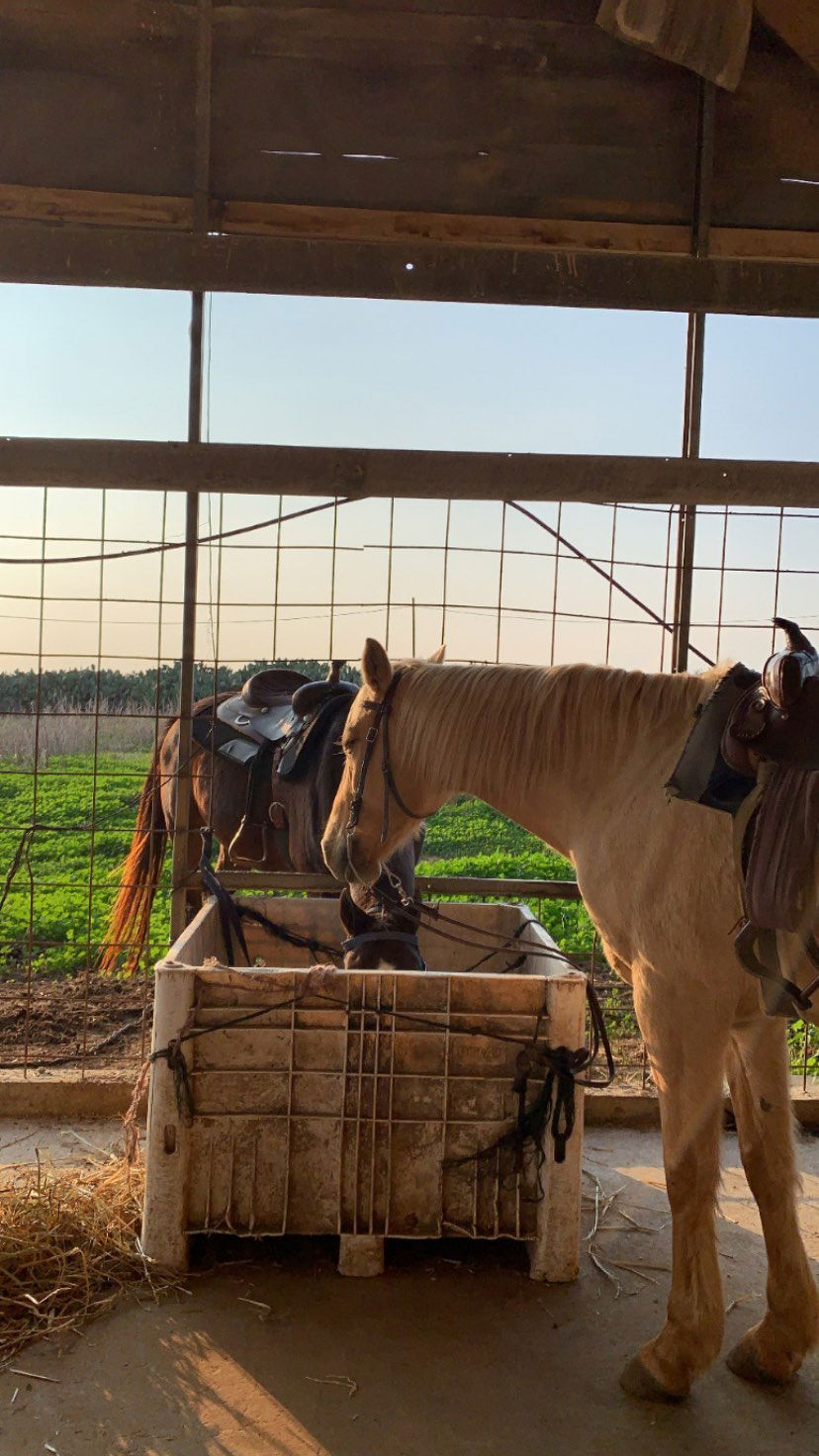 efrat_elmalich instagram image archive image