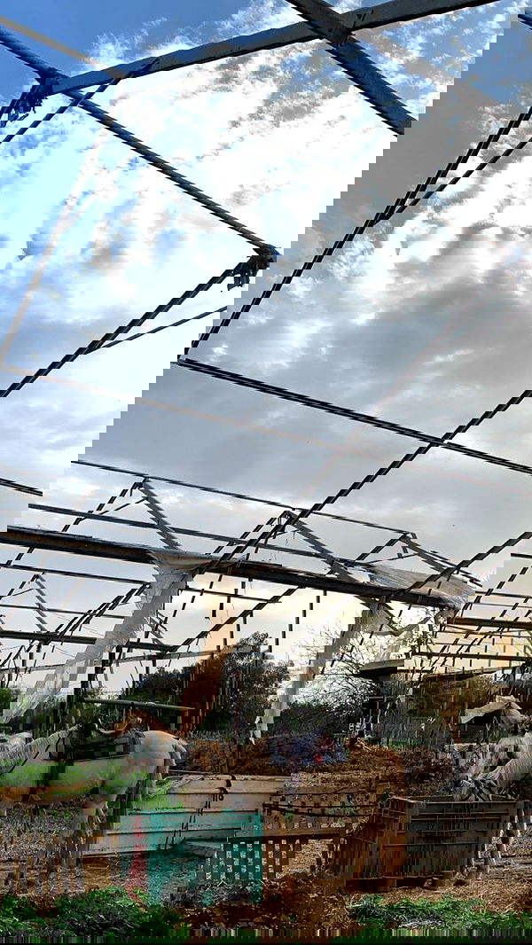 efrat_elmalich image ~ Altpins