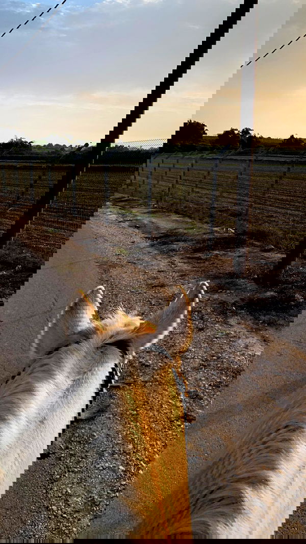 efrat_elmalich image ~ Altpins