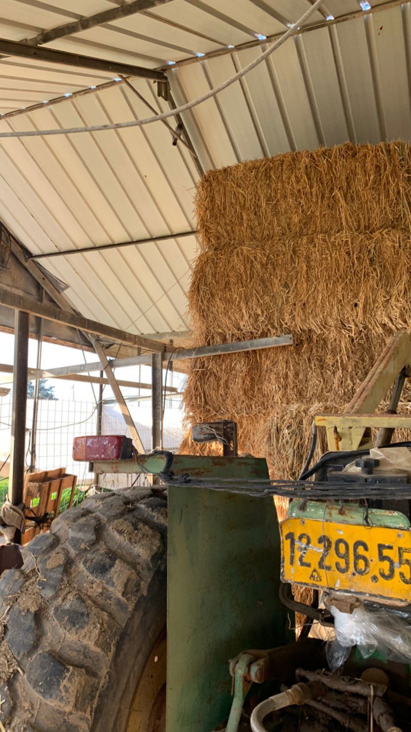 efrat_elmalich instagram image archive image