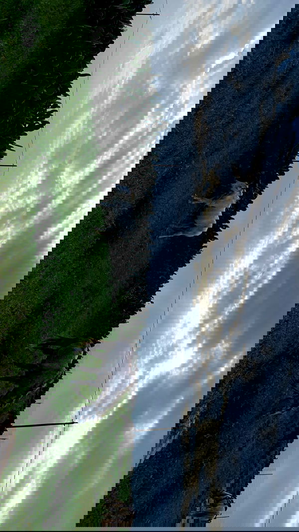 efrat_elmalich image ~ Altpins