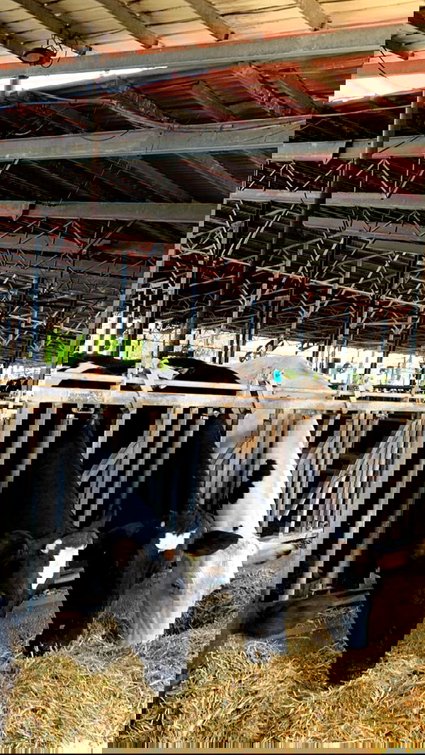 efrat_elmalich image ~ Altpins