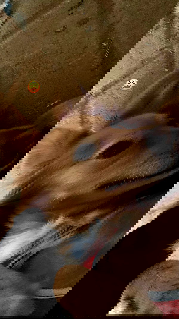 efrat_elmalich image ~ Altpins